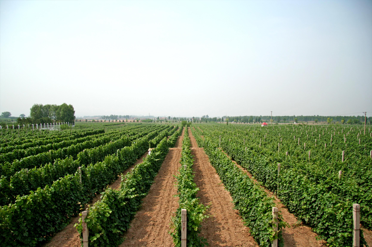 中科盛世酒窖設計